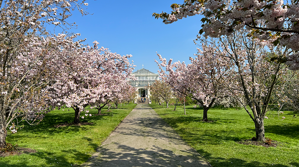 Blossom in Kew Gardens